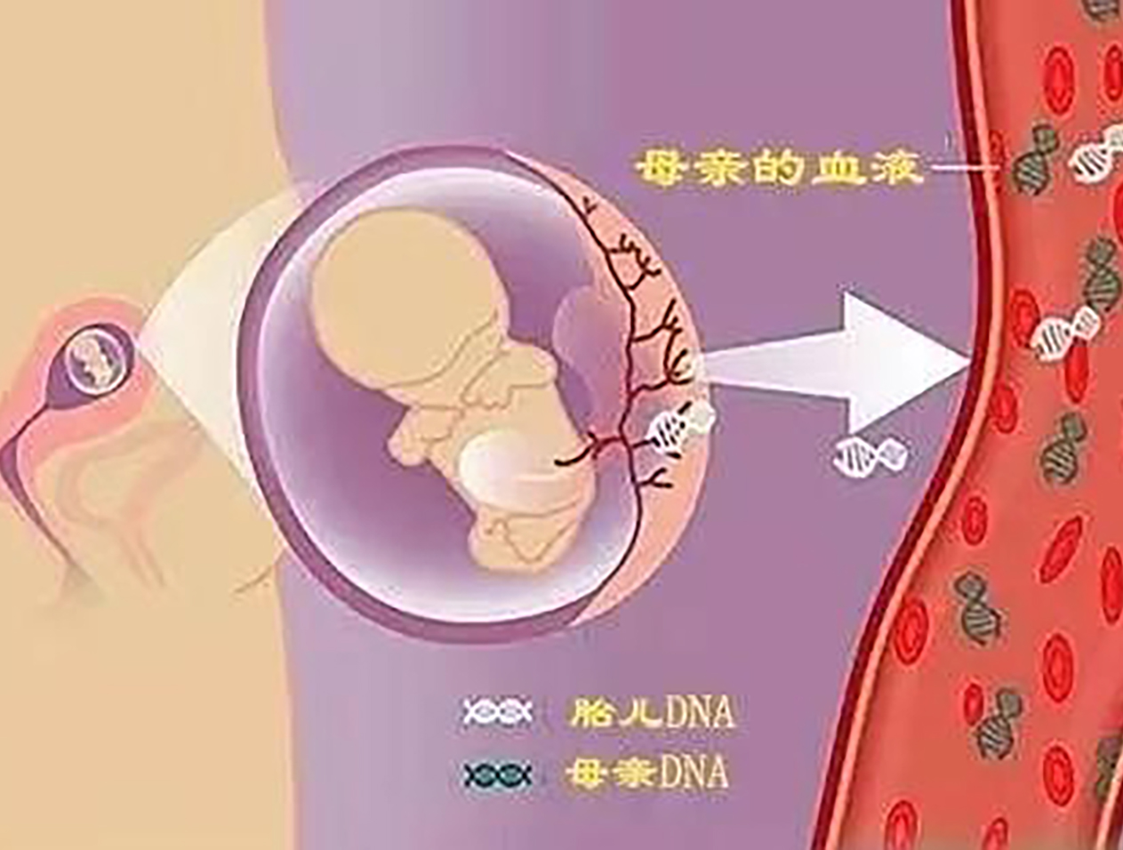 广州胎儿亲子鉴定方法：选择合适的样本进行准确鉴定