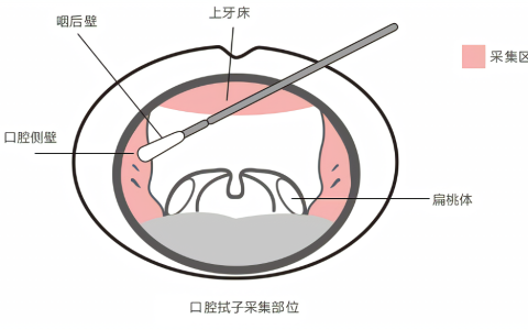 解密亲子鉴定：口腔拭子与血液样本的优劣对比